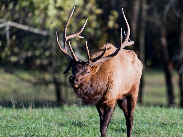 Odwiedź łoś w Boxley Valley, Arkansas