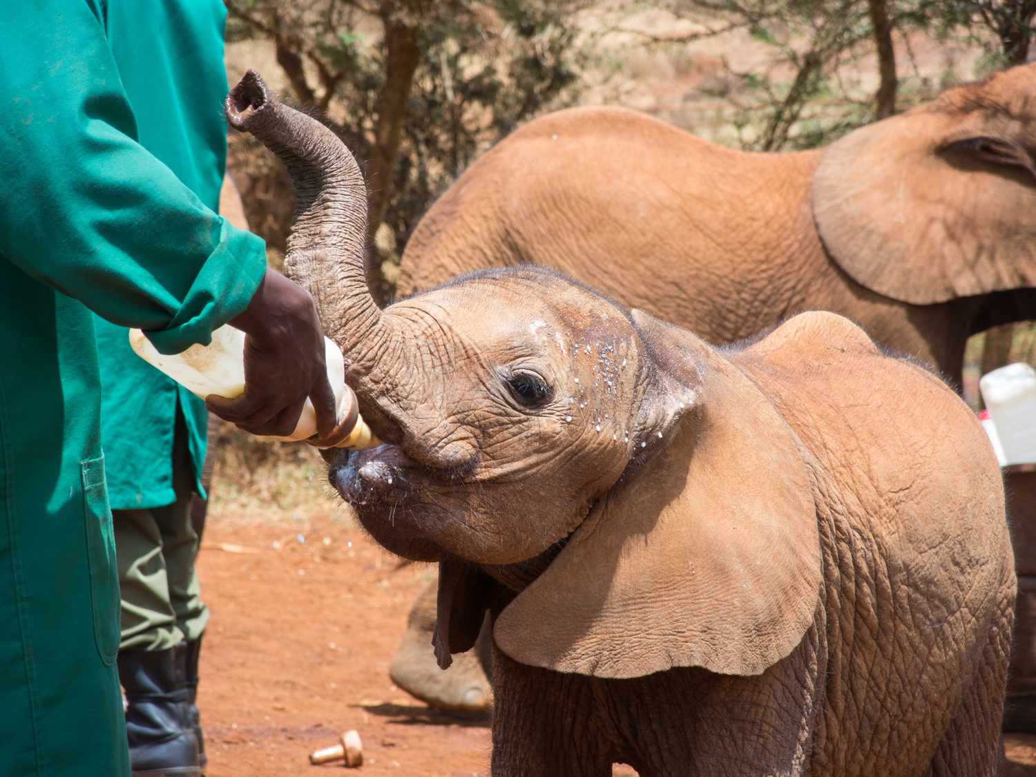 Sieroły słonia sheldrick, Nairobi: The Complete Guide