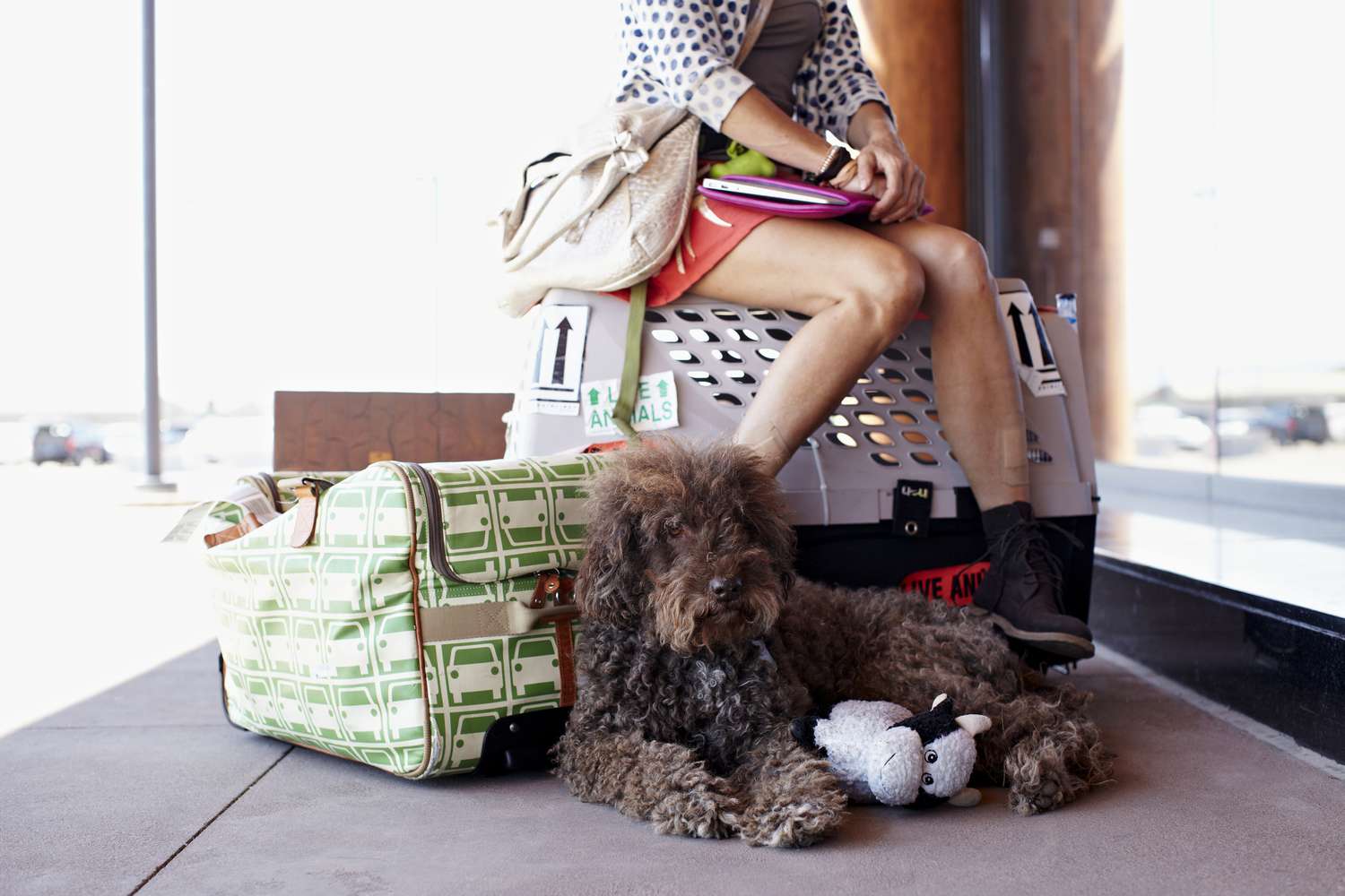 Zabranie psa na Islandię