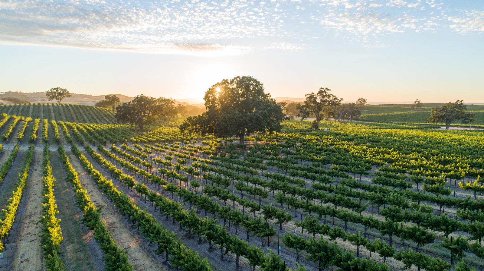 Zapomnij o Napa Valley i rozkoszuj się bardziej spokojnym kalifornijskim winnym rajem